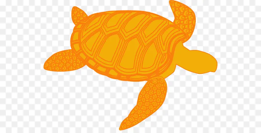 Tortuga，Tortuga De Mar PNG