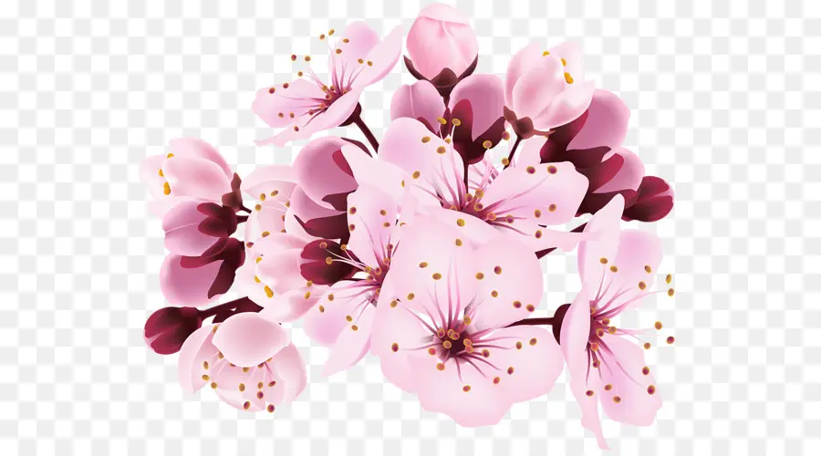 Flor，De Los Cerezos En Flor PNG