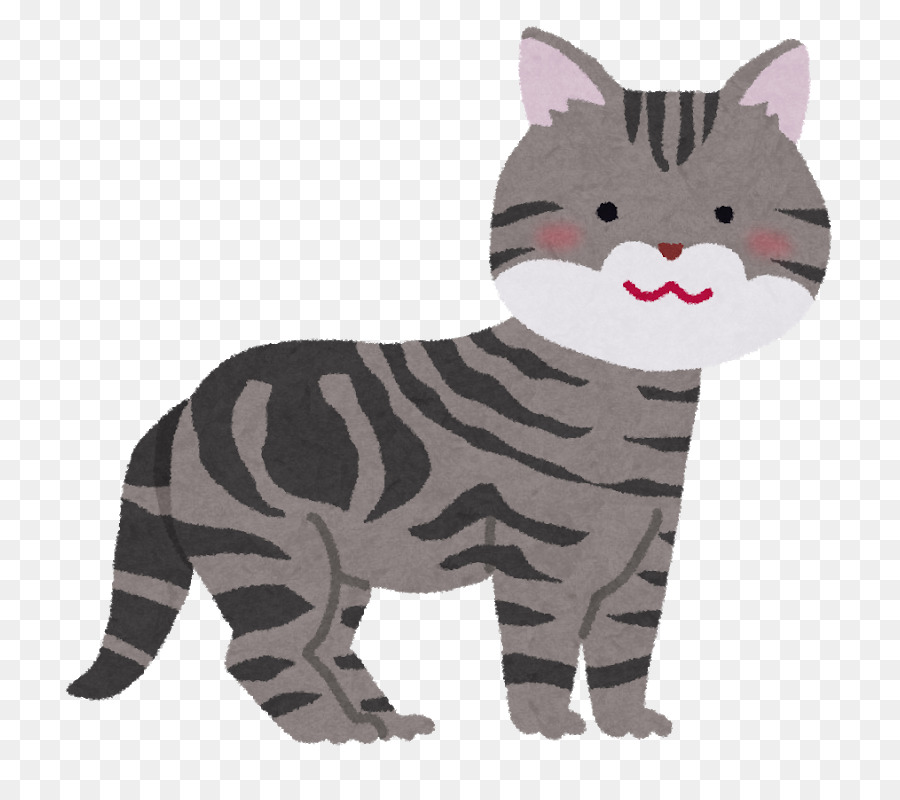 Bigotes，American Shorthair PNG