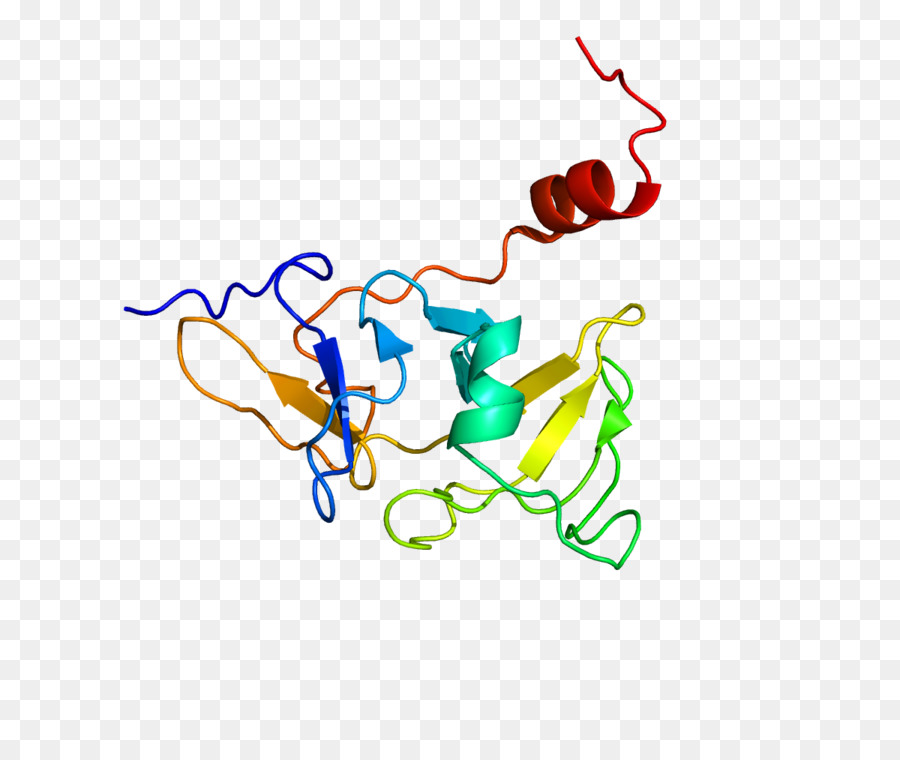 Estructura De La Proteína，Molécula PNG