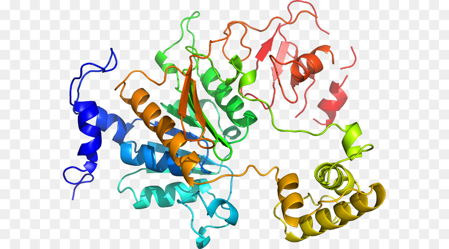 Estructura De La Proteína，Molécula PNG