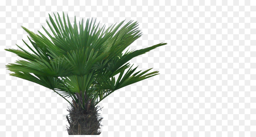 Asiático Palmira Palma，Arecaceae PNG