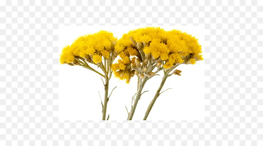 Aceite，Helichrysum Italicum Subsp Picardi PNG