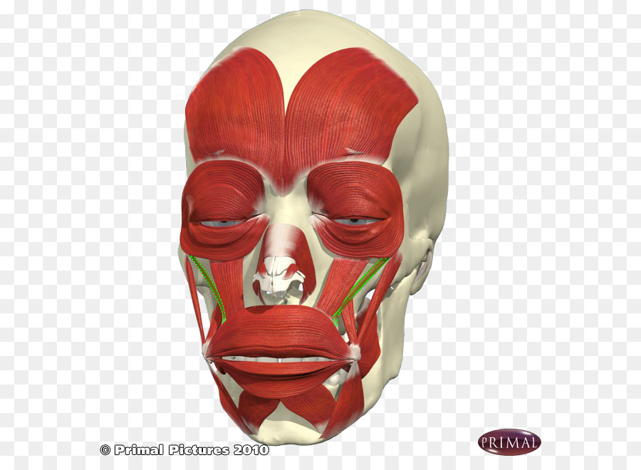 Musculatura，Rostro PNG