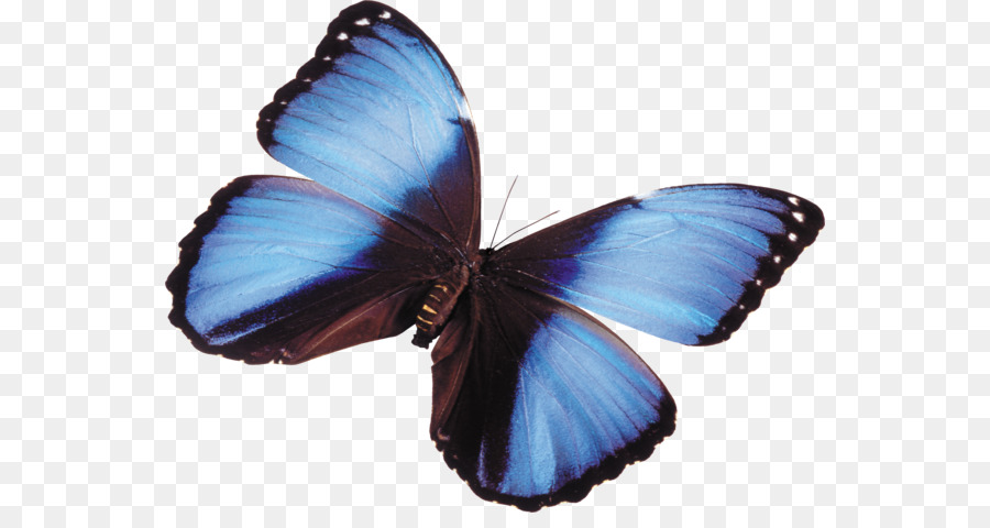 Натяжна стеля，Mariposa PNG