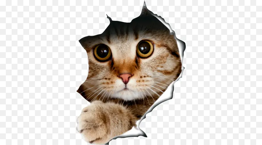 Gato Mirando，Gato PNG