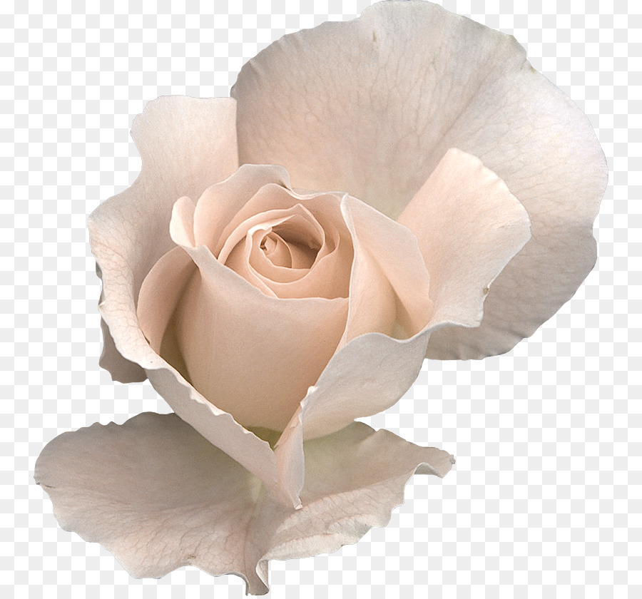 Rosa，Flor PNG