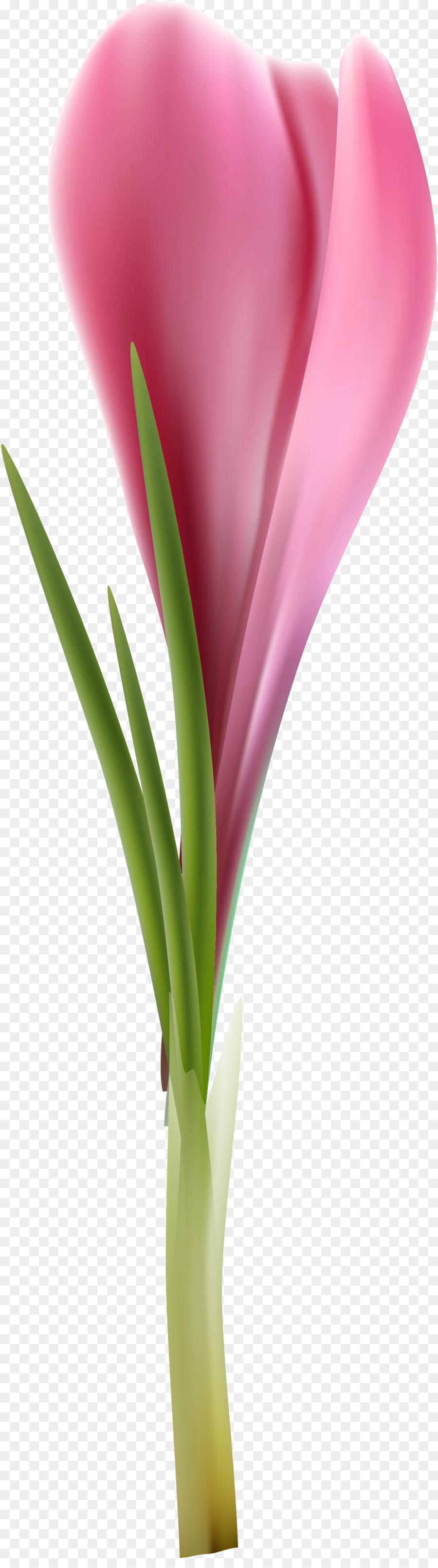 Tulip，Las Flores Cortadas PNG