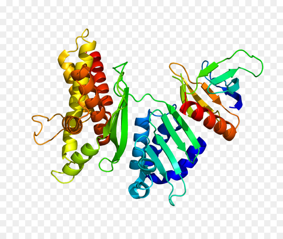 Estructura Proteica，Biología PNG