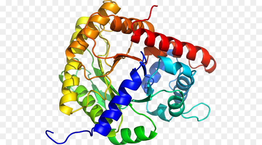 Estructura De La Proteína，Molécula PNG