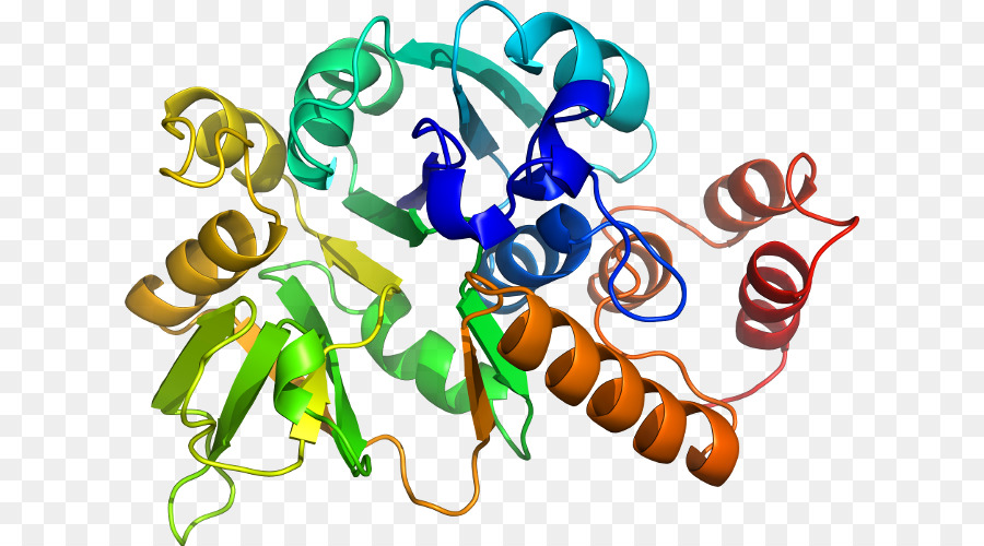 Estructura De La Proteína，Molécula PNG