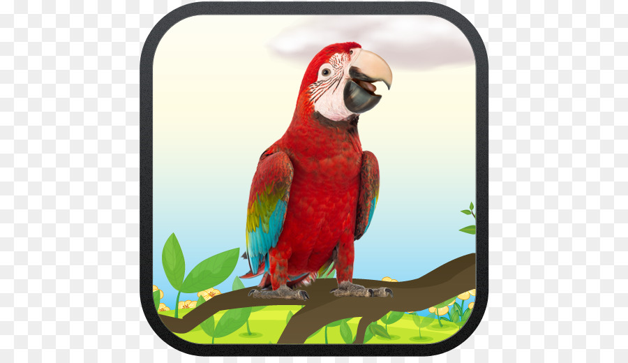 Guacamayo，Parrot PNG