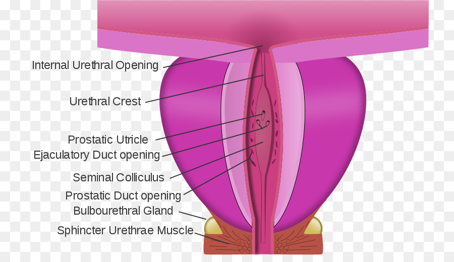 Gray Anatomía，Uretra PNG