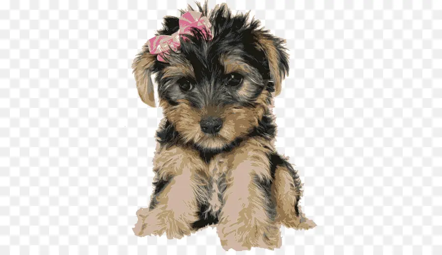 Yorkshire Terrier，Schnauzer Miniatura PNG