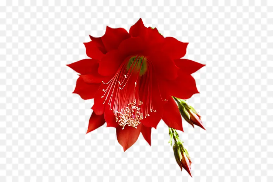 Flor，Rojo PNG