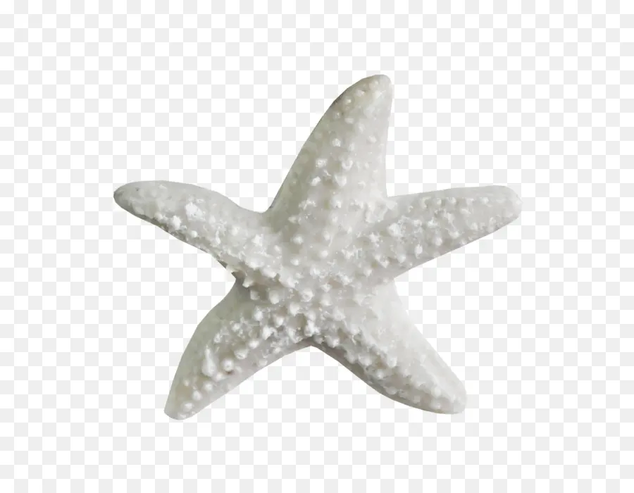 Estrella De Mar，Blanco PNG