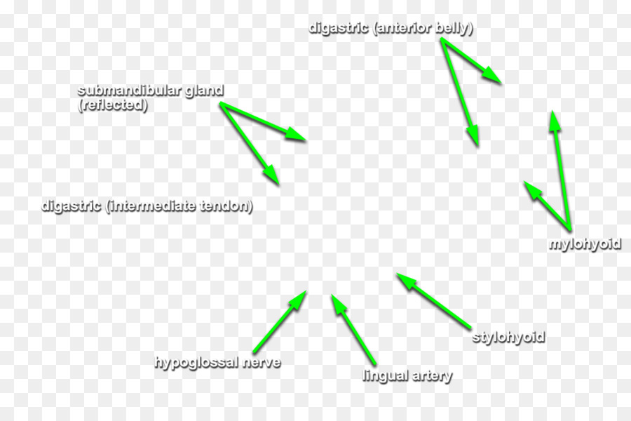 La Glándula Submaxilar，Submental Triángulo PNG