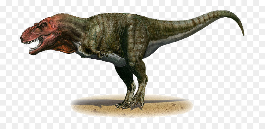 Tyrannosaurus，Ampliamente Cretácico PNG