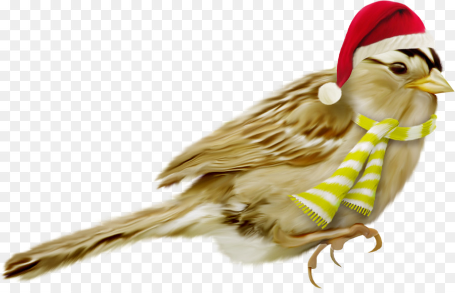 Pájaro Con Gorro De Papá Noel，Bufanda PNG