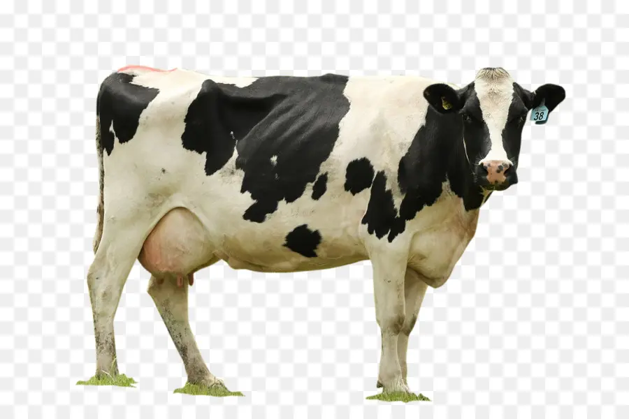 El Ganado，La Leche PNG