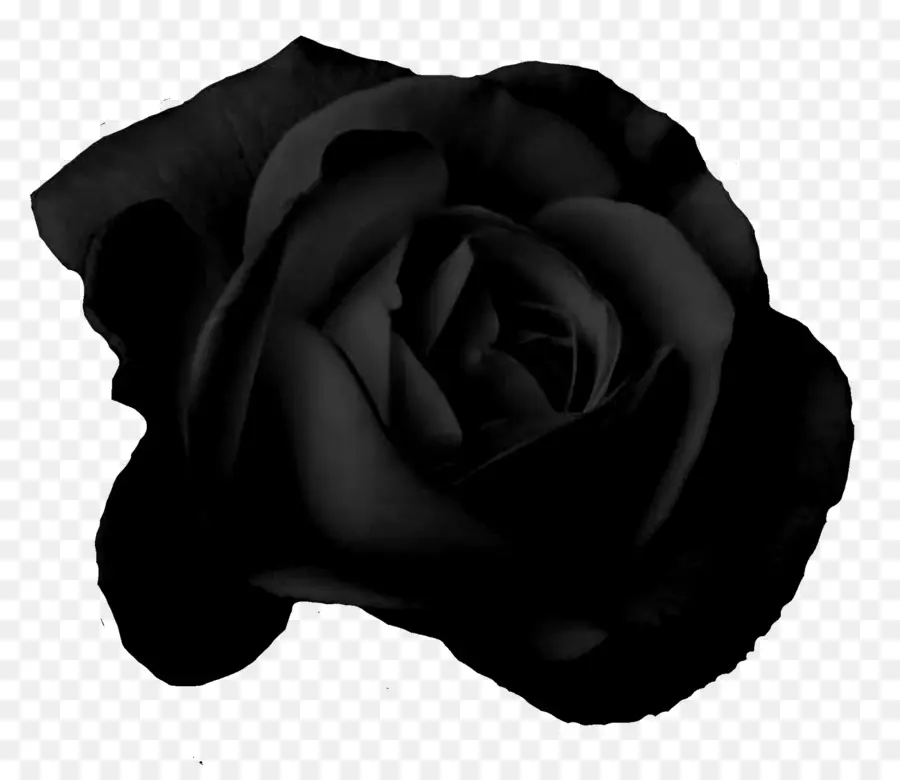 Rosa Negra，Oscuro PNG