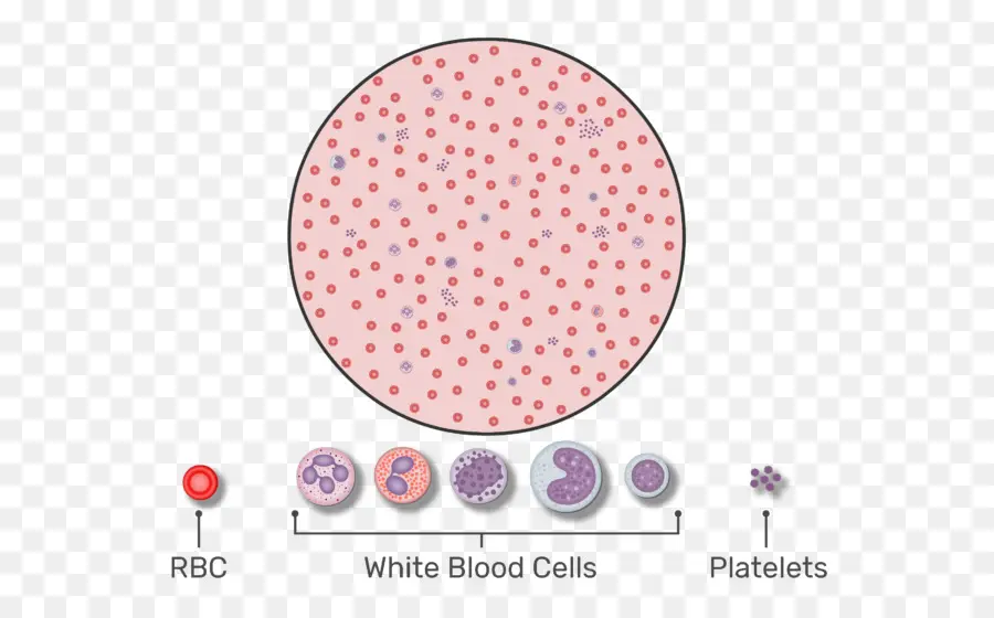 Células Sanguíneas，Microscopio PNG