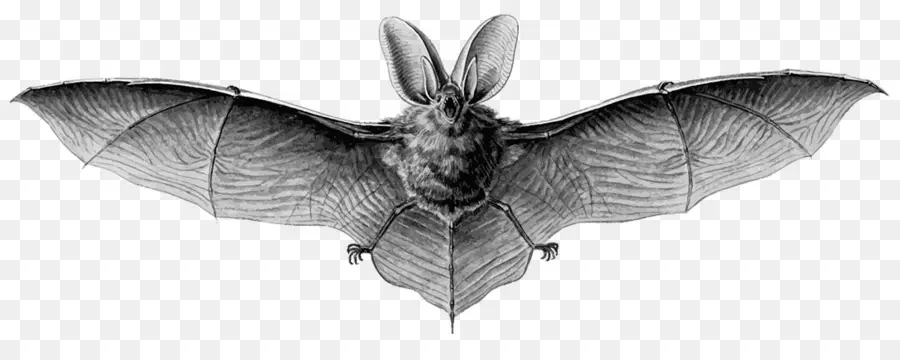 Bat，Brown Longeared Bat PNG