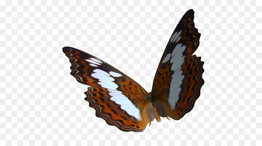 Mariposa，Marrón PNG