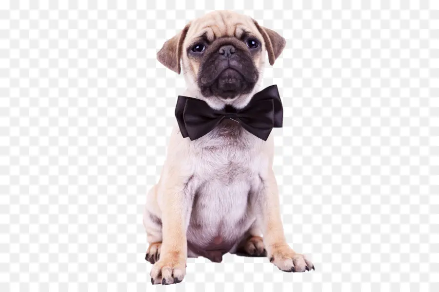 Pug，Cachorro PNG