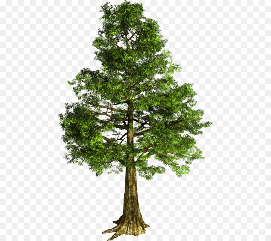 Árbol，Bosque PNG