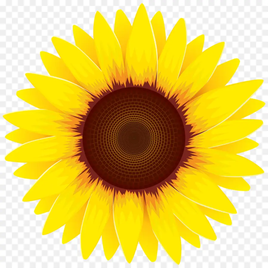 Girasol Común，Girasol Rojo PNG