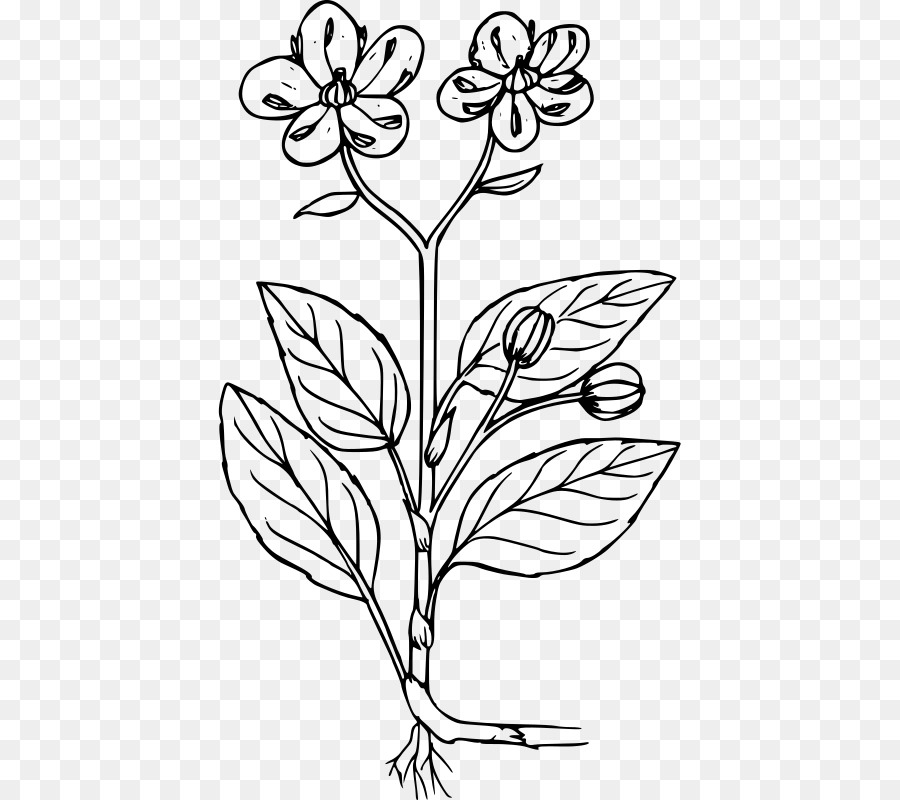 Dibujo De Flores，Hojas PNG