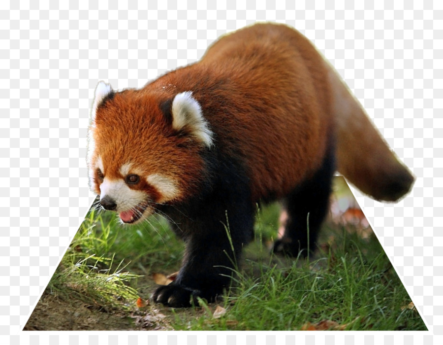 Panda Rojo，Panda PNG