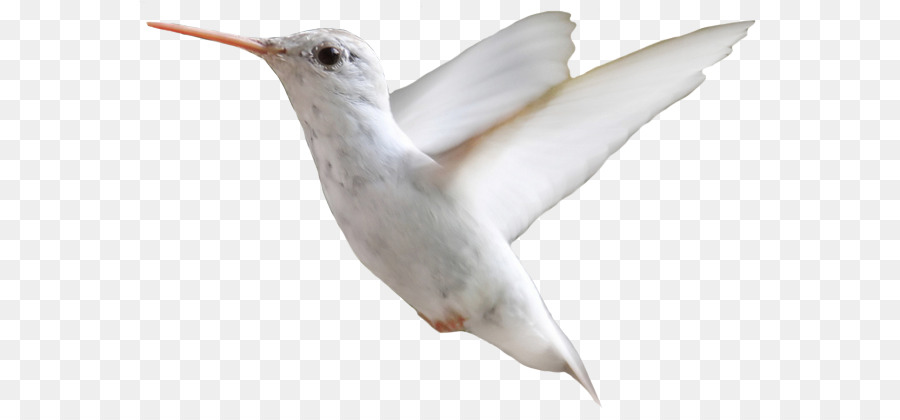Colibrí，Pájaro PNG