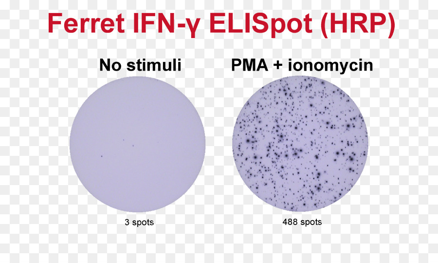 Elispont，Interferón Gamma PNG