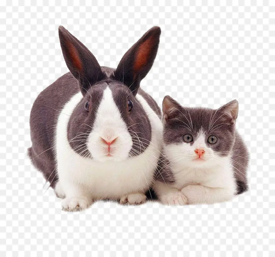 Conejo Y Gatito，Mascota PNG