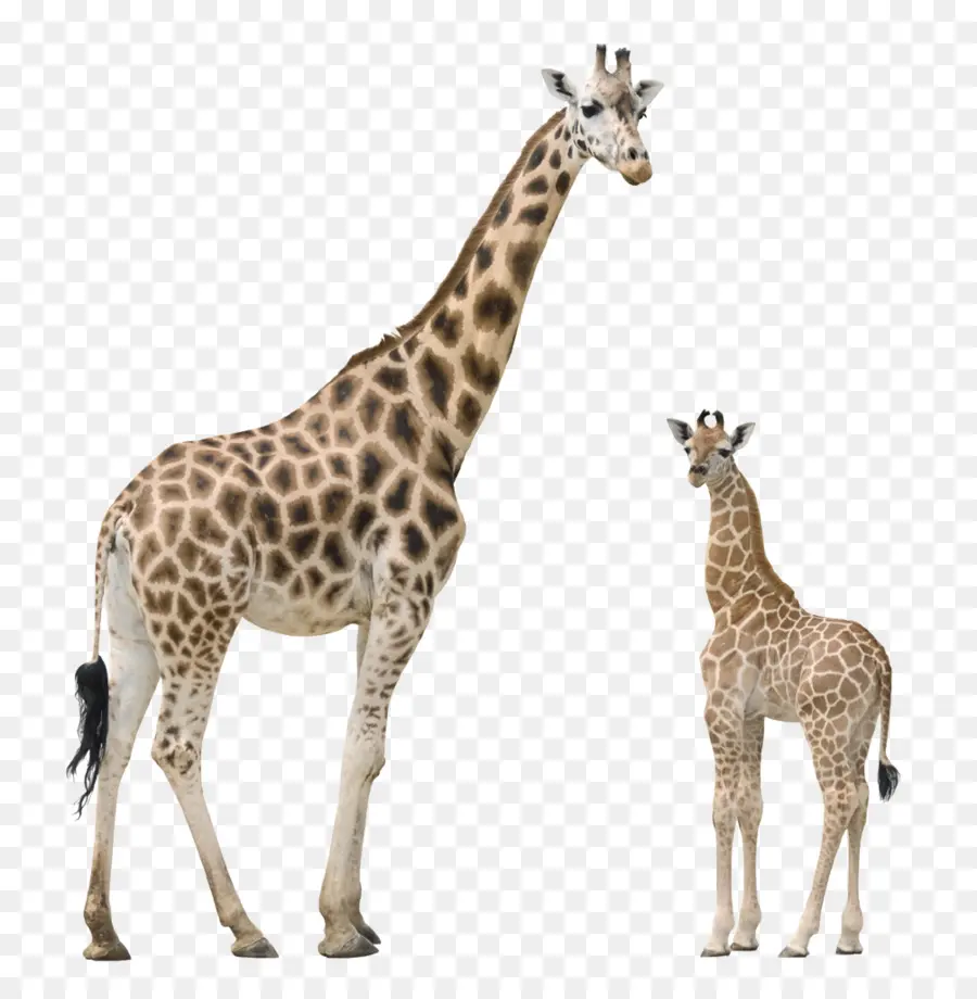 Jirafa Y Jirafa Bebé，Animal PNG