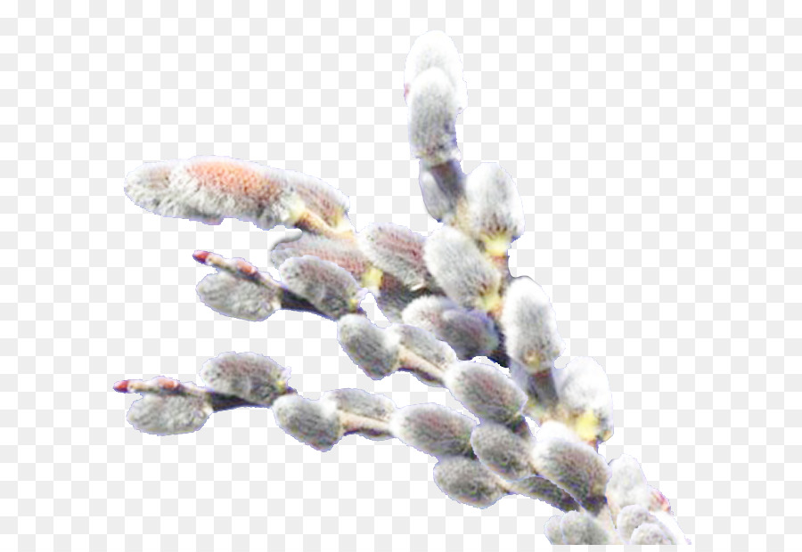 Willow，Catkin PNG