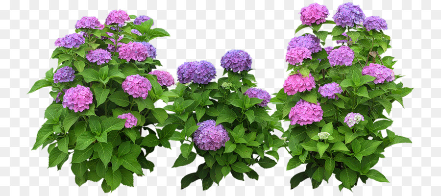 Hortensia，Púrpura PNG