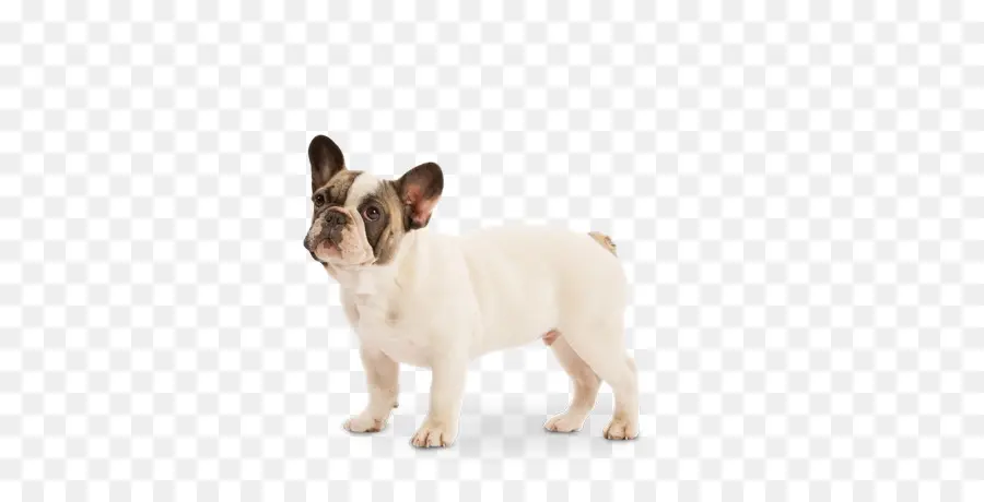 Cachorro，Perro PNG