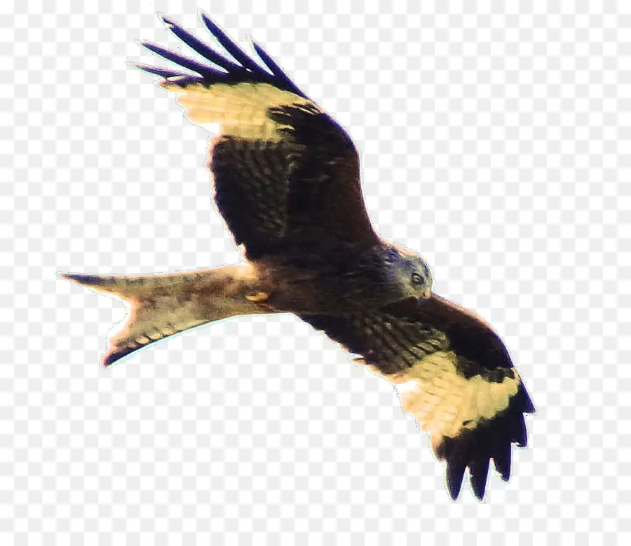 águila，Buzzard PNG