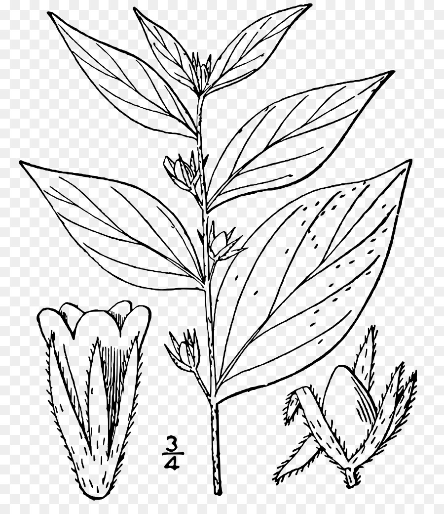 Lithospermum，Lithospermum Latifolium PNG