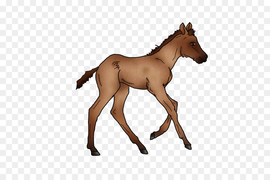 Potro，Caballo PNG