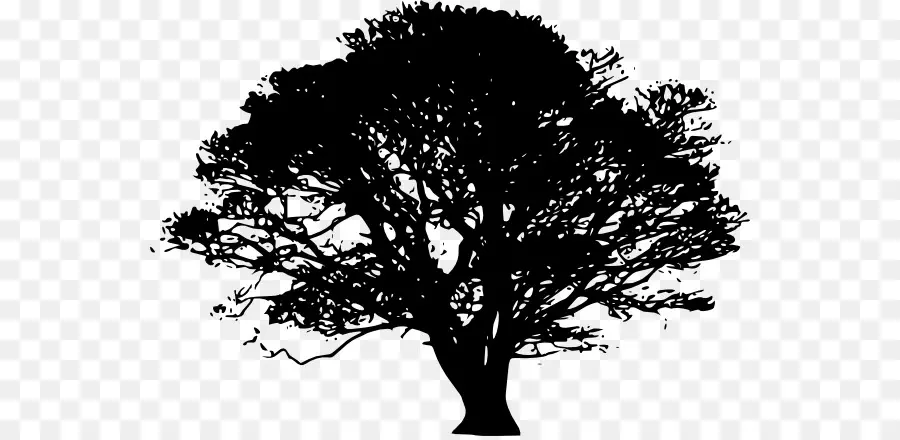 Árbol，Silueta PNG