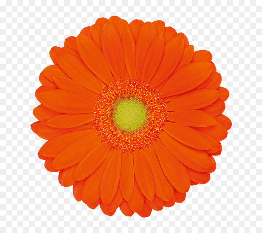 Flor，Común Daisy PNG