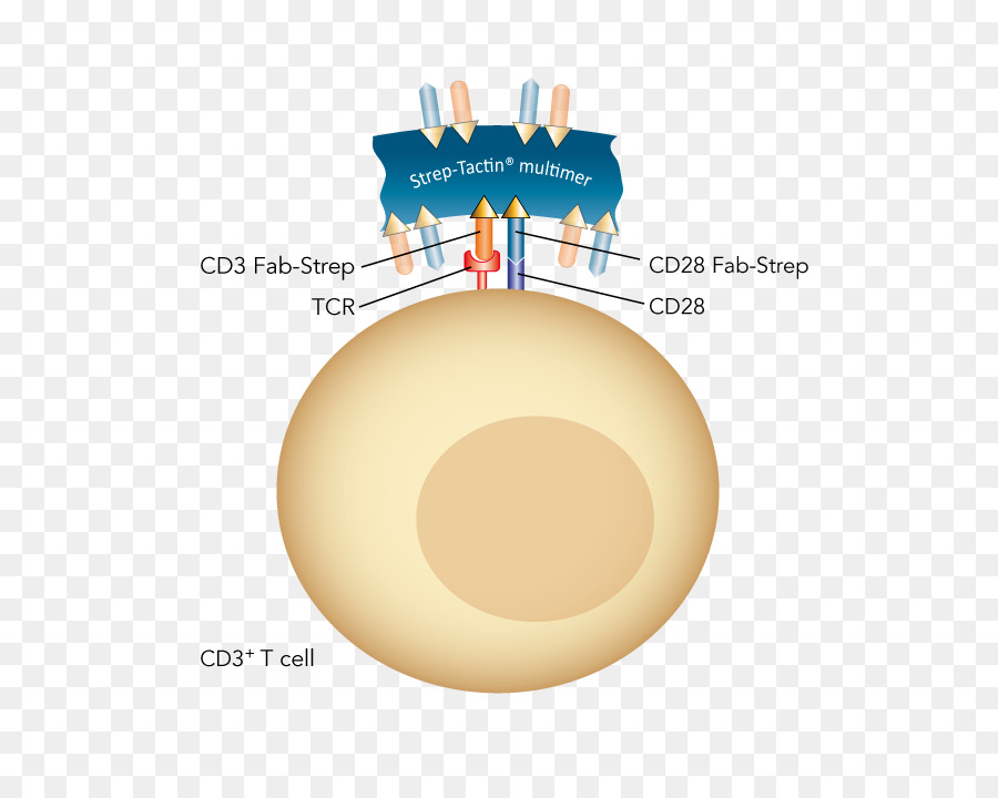 Cd28，De Células T PNG