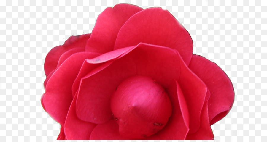 Las Rosas De Jardín，Rosa PNG