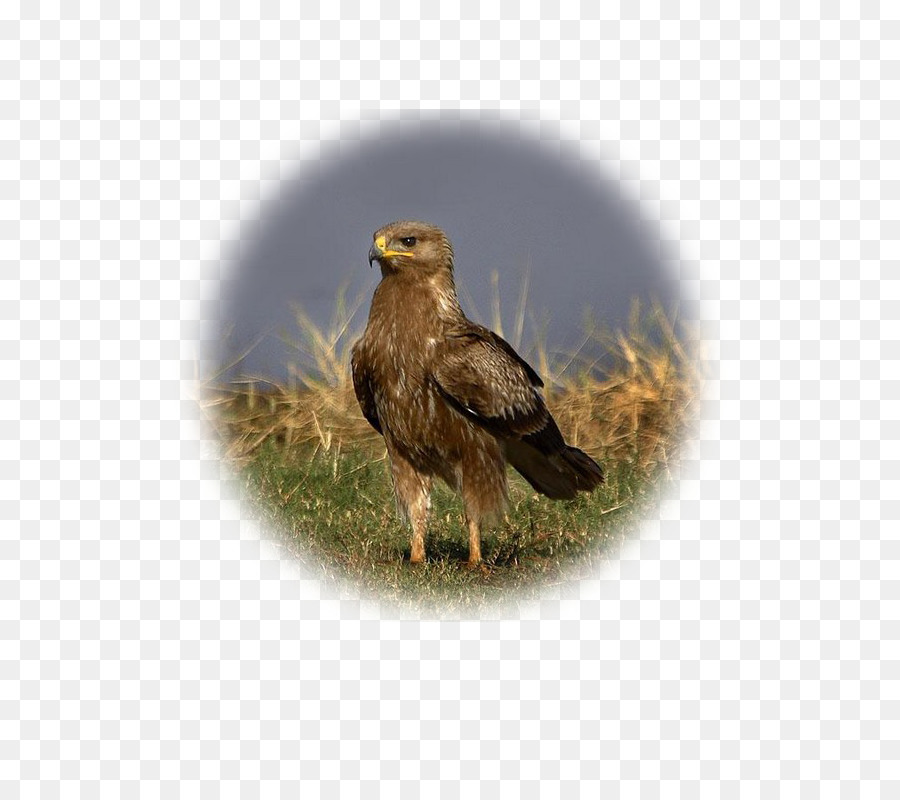 águila Calva，Menor Rayas águila PNG