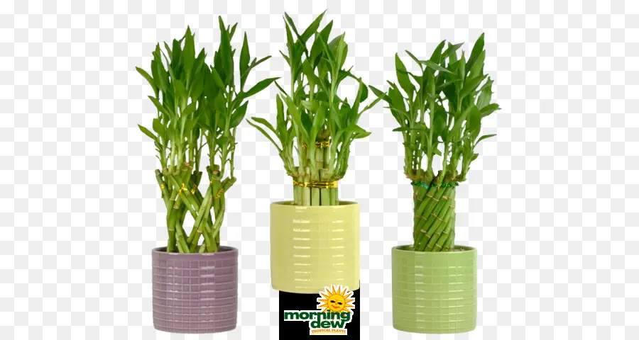 Bambú Afortunado，Planta De Casa PNG