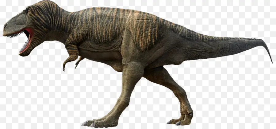 Tyrannosaurus，Yutyrannus PNG